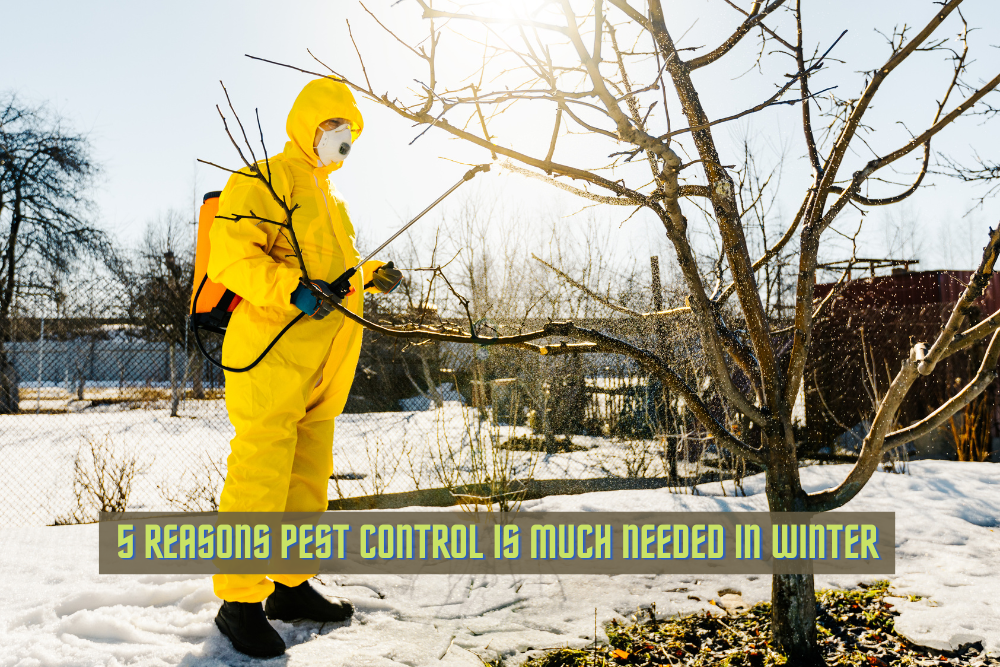 5 Reasons Pest Control is much needed in Winter