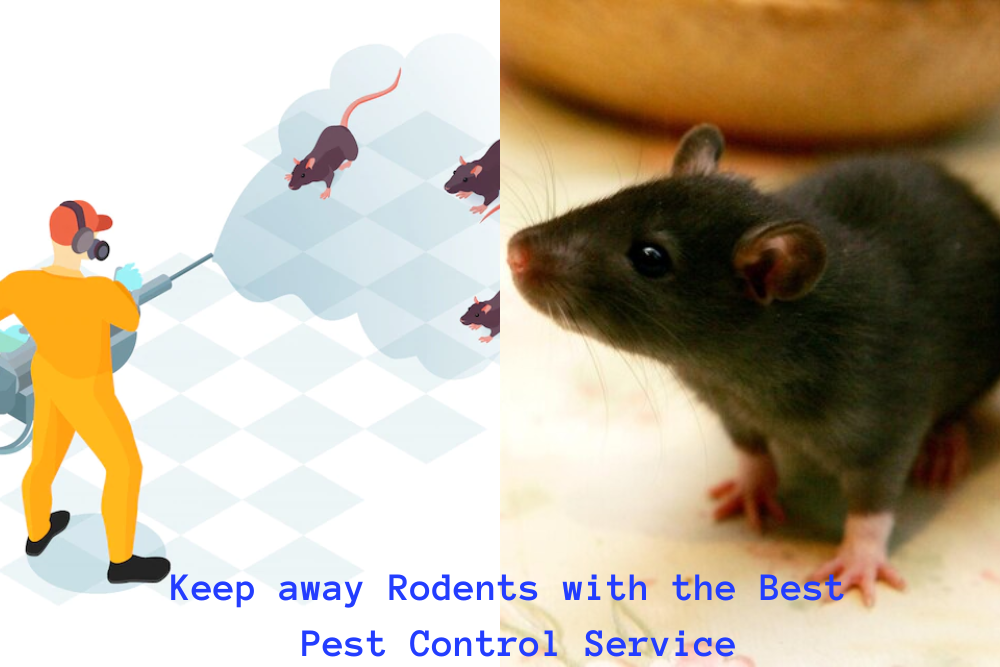 Keep away Rodents with the Best Pest Control Service