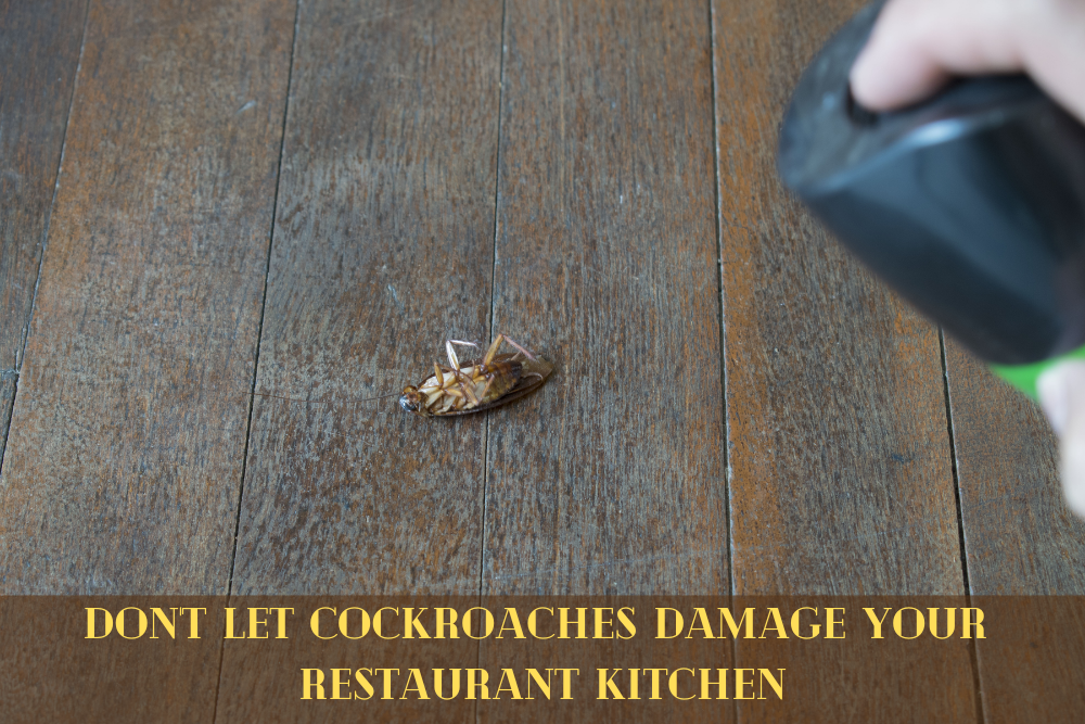 Don’t let cockroaches damage your restaurant kitchen
