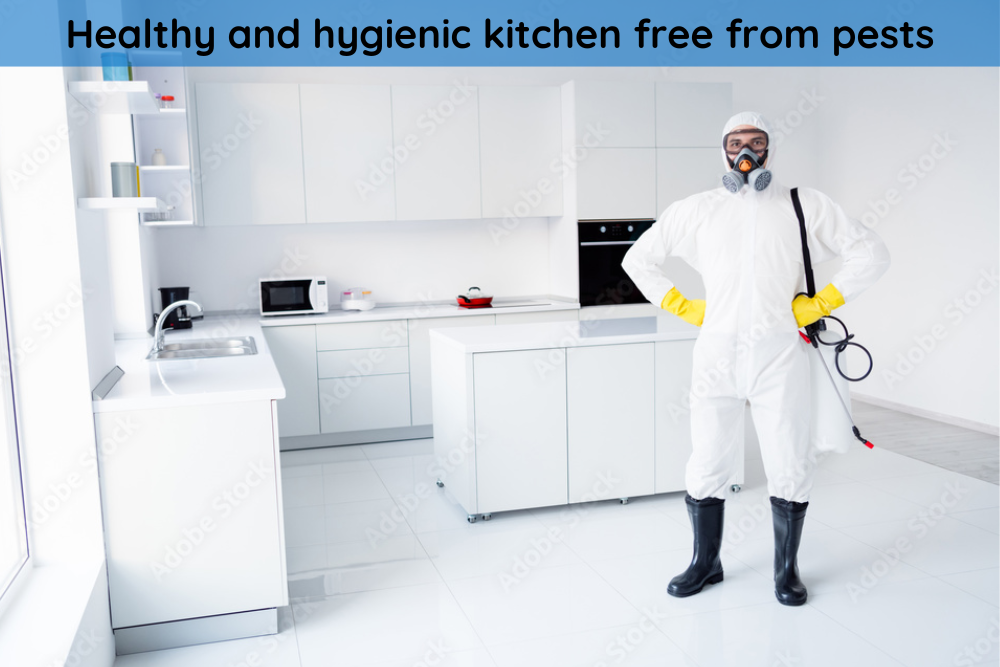 Healthy and hygienic kitchen free from pests