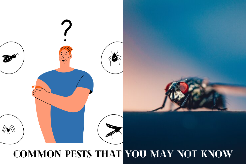 Common Pests That You May Not Know